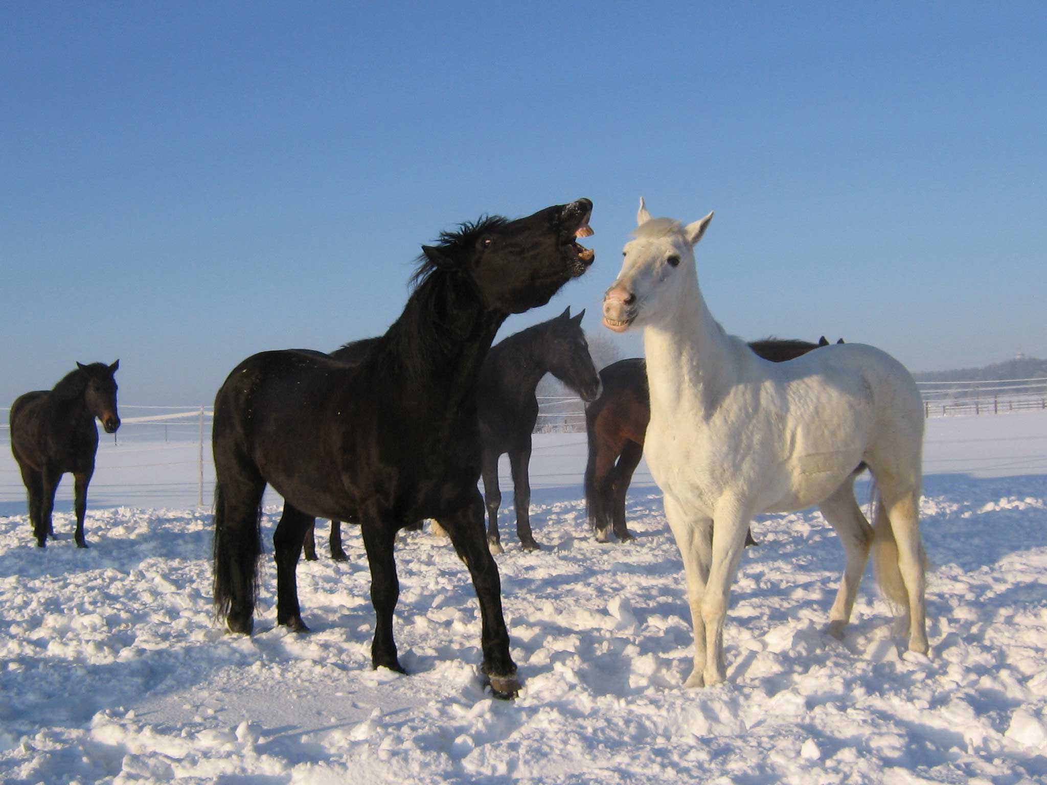 Laufstall-alling-offenstall-alling-laufstall-germering-offenstall-germering
