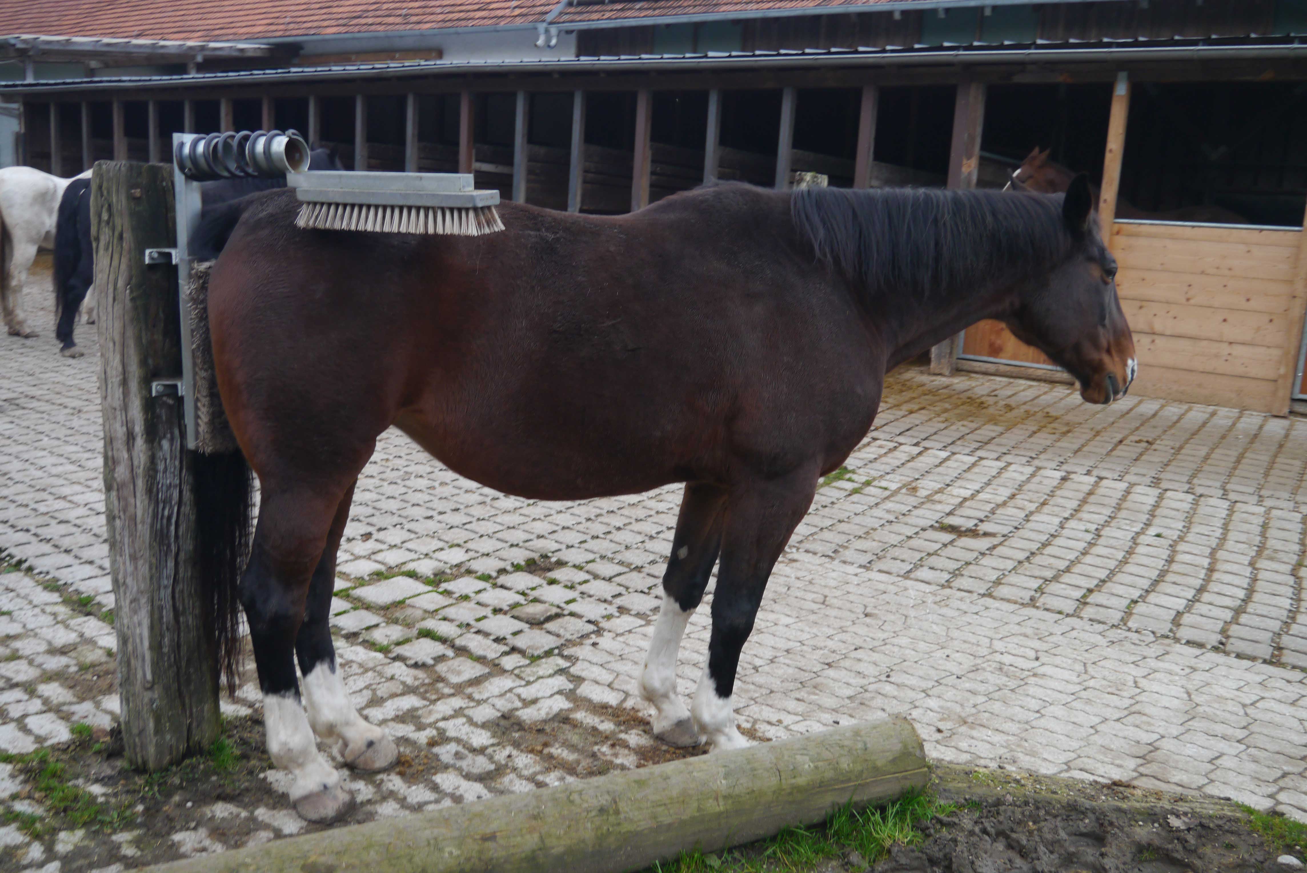 Laufstall-gilching-offenstall-gilching-laufstall-fuerstenfeldbruck-offenstall-fuerstenfeldbruck