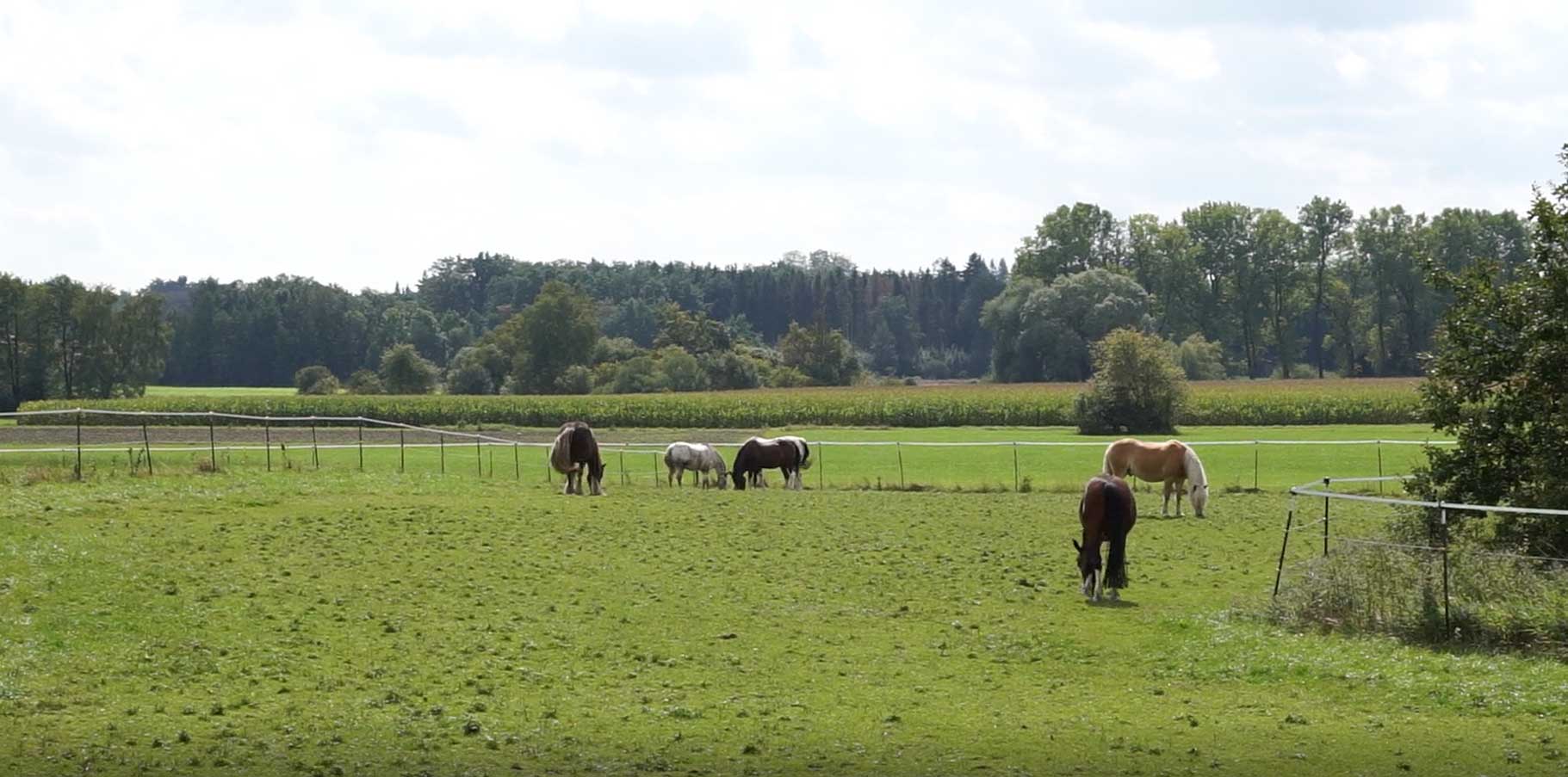 Sommerkoppel-herde-herdenverband-pferdepensionsstall-pferdepension-gilching-münchen-starnberg